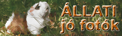  Állati jó fotók  - Főoldal